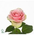 ΤΡΙΑΝΤΑΦΥΛΛΑ  ΡΟΖ.. ROSEN  BELLE ROSE